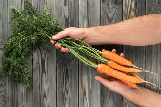 Bunch of fresh raw carrots on gray wooden table, top view. Human hands hold ripe vegetables. Food or healthy diet concept. Planking. Seasonal garden harvest. Nitrate free nutrition.