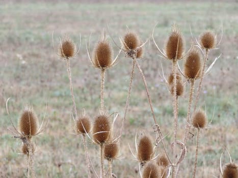 Beautiful dry thistle with spiked spines self-defense