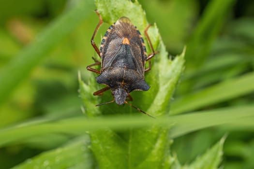 Macro top view of the forest bug or red-legged shieldbug . Horizontally.