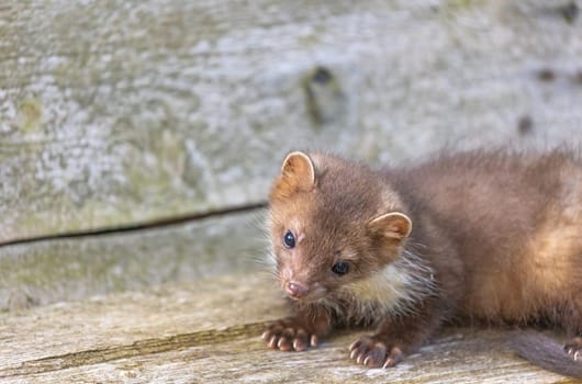 Cute young marten  sitting on a wooden board. Horizontally.