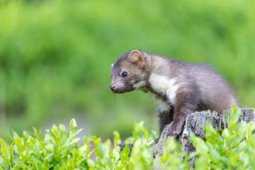 Side view of cute marten outdoors. Horizontally.