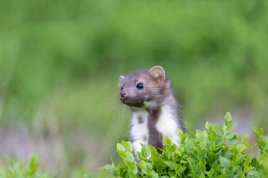 Cute young marten is posing in green plants outdoors. Horizontally.