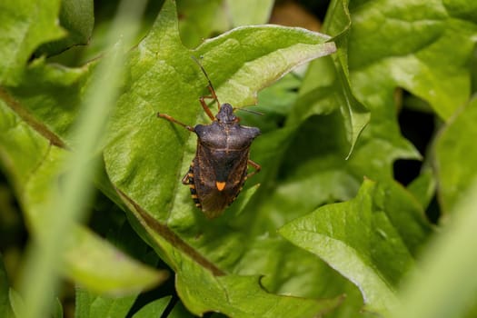 Red-legged shieldbug (Pentatoma rufipes) or forest bug on a green leaf