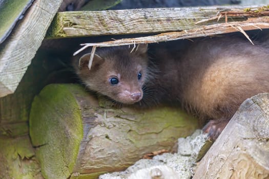 Covered cute young marten outdoors