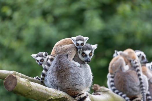 Family of adult and young ring-tailed lemur outdoors. Horizontally.