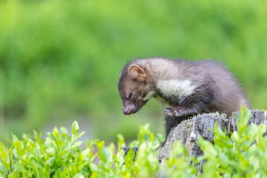 Cute young marten posing outdoors