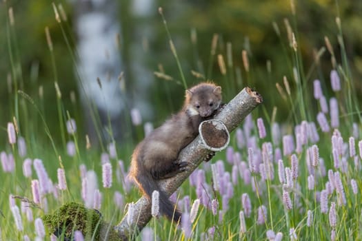 Cute marten is lying on a broken branch outdoors. Horizontally.