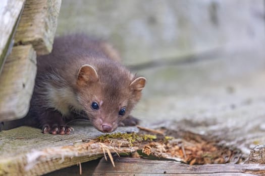 Cute young marten posing on an old wooden building. Horizontally.