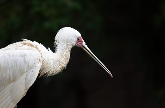 Side view of the African spoonbill bird. Horizontally.