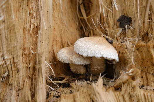 Yellow mushrooms on the tree, Pholiota Destruens.