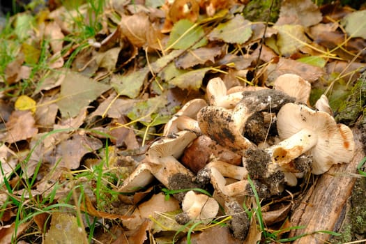 Tricholoma albobrunneum, mushrooms from Ukraine. mushrooms in the forest on the grass.