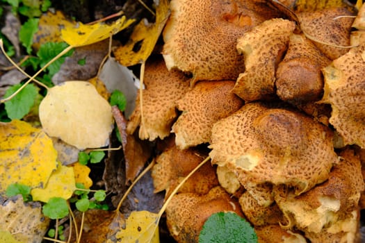 Group of Shaggy Scalycap mushrooms Pholiota squarrosa is a species of fungus in the Strophariaceae family on the forest floor near tree.