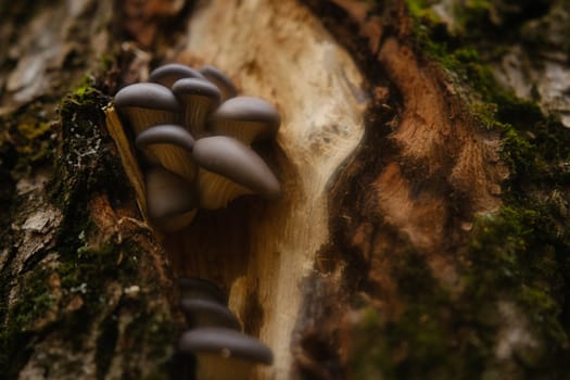 A healthy looking clutch of fresh oyster mushrooms growing out of the base of a dead tree. mushrooms in an autumn forest using.