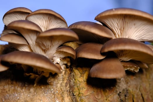 A healthy looking clutch of fresh oyster mushrooms growing out of the base of a dead tree. mushrooms in an autumn forest using.