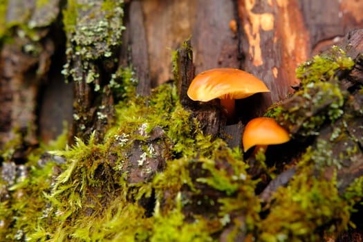 Flammulina velutipes, an edible mushroom in the natural environment. honey agaric winter.