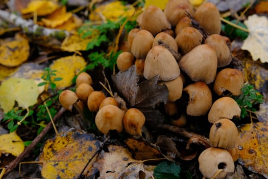 mushroom Coprinellus micaceus. Group of mushrooms on woods in nature in autumn forest.