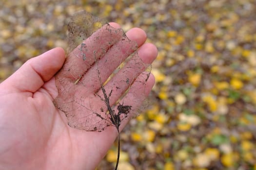 Leaf skeleton in hand on the autumn foliage background.