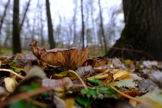 huge mushroom lepista nuda, also clitocybe nuda wood blewit mushroom in the autumn forest day. Mushroomer mushroom in the forest.