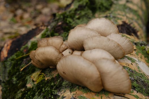 A healthy looking clutch of fresh oyster mushrooms growing out of the base of a dead tree. mushrooms in an autumn forest using.