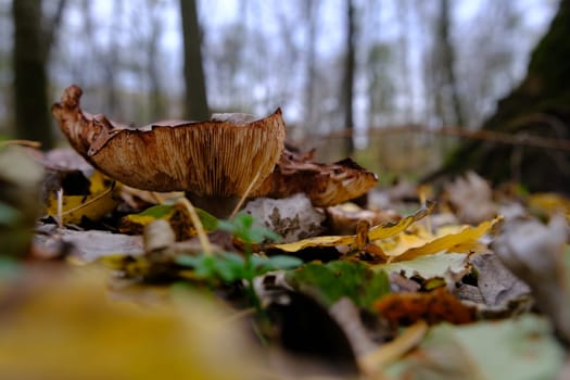 huge mushroom lepista nuda, also clitocybe nuda wood blewit mushroom in the autumn forest day. Mushroomer mushroom in the forest.