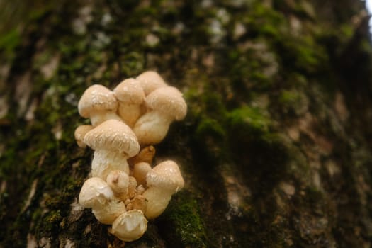 Yellow mushrooms on the tree, Pholiota Destruens.