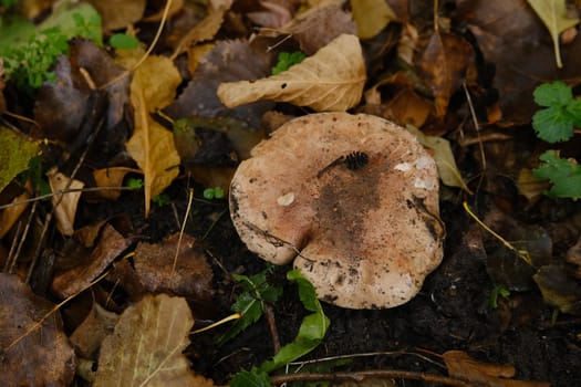 huge mushroom lepista nuda, also clitocybe nuda wood blewit mushroom in the autumn forest day. Mushroomer mushroom in the forest.