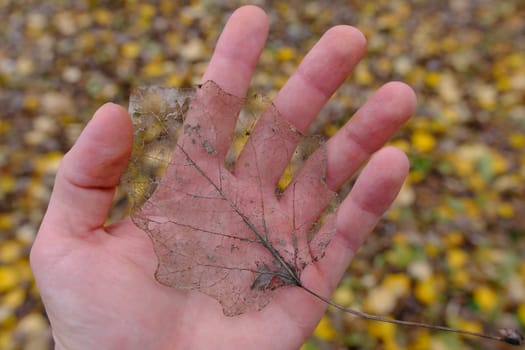 Leaf skeleton in hand on the autumn foliage background.