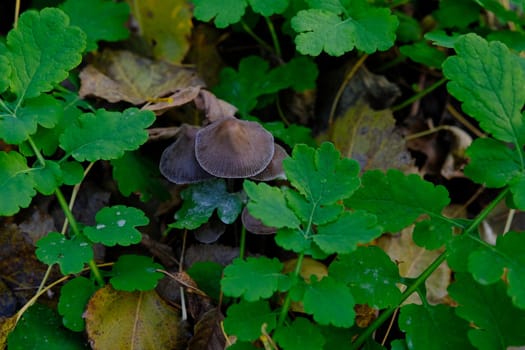 mushroom Coprinellus micaceus. Group of mushrooms on woods in nature in autumn forest.