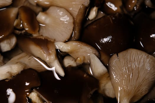 top view of fresh brown oyster mushrooms soaked in water, wash and clean ingredient before cooking.