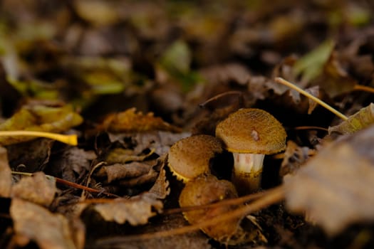 Edible forest mushroom Armillaria mellea commonly known as honey fungus. Mushroom picking. A basidiomycete fungus in the genus Armillaria sinapina close-up.