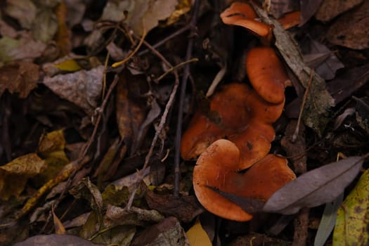 The top view and close-up of the orange-brown to orange-yellow mushroom hat of a false chanterelle, Hygrophoropsis aurantiaca