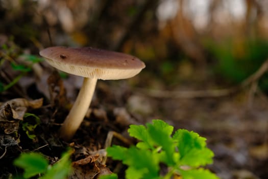 Deer Mushroom Pluteus cervinus on a birch tree stump among fooliage.
