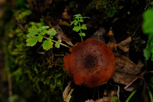 deadly webcap Cortinarius rubellus poisonous mushroom in forest.