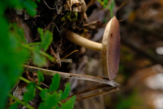 Deer Mushroom Pluteus cervinus on a birch tree stump among fooliage.