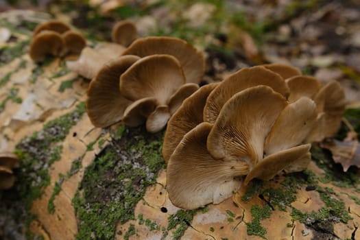 A healthy looking clutch of fresh oyster mushrooms growing out of the base of a dead tree. mushrooms in an autumn forest using.