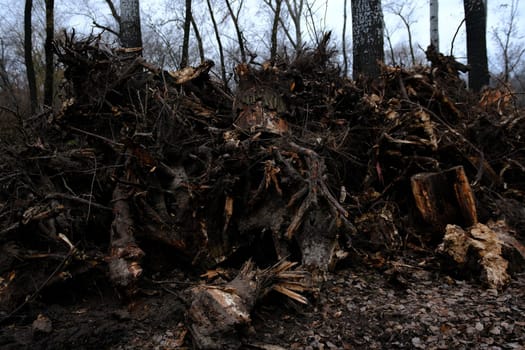 stumps with roots uprooted from the ground.
