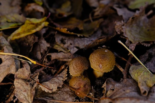 Edible forest mushroom Armillaria mellea commonly known as honey fungus. Mushroom picking. A basidiomycete fungus in the genus Armillaria sinapina close-up.