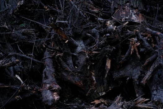 stumps with roots uprooted from the ground.