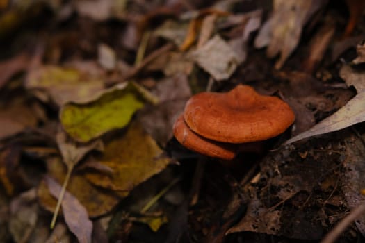 The top view and close-up of the orange-brown to orange-yellow mushroom hat of a false chanterelle, Hygrophoropsis aurantiaca