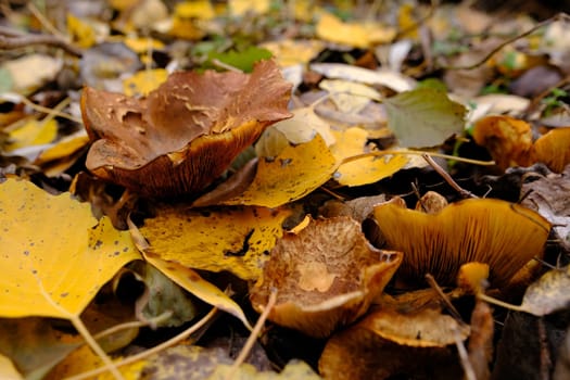 Paxillus involutus. Brown roll-rim Mushroom. Poison fungus