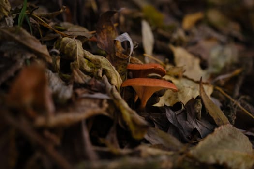 The top view and close-up of the orange-brown to orange-yellow mushroom hat of a false chanterelle, Hygrophoropsis aurantiaca