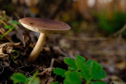 Deer Mushroom Pluteus cervinus on a birch tree stump among fooliage.