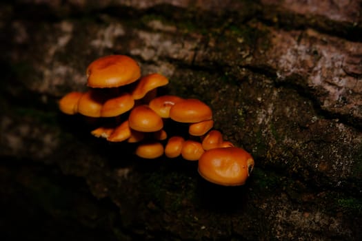 Flammulina velutipes, an edible mushroom in the natural environment. honey agaric winter.