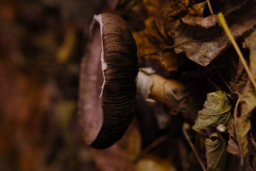mushroom Agaricus under foliage in autumn forest.