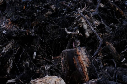 stumps with roots uprooted from the ground.