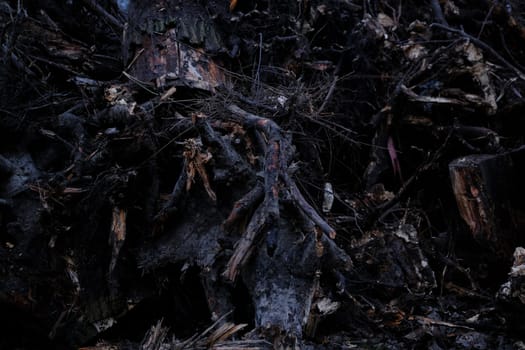 stumps with roots uprooted from the ground.