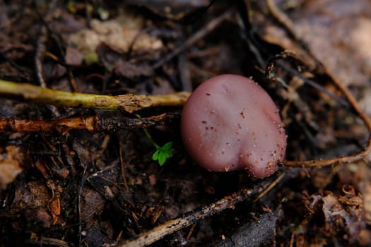 Amazing edible mushroom Lepista nuda commonly known as wood blewit in autumn forest. Ukraine, Europe