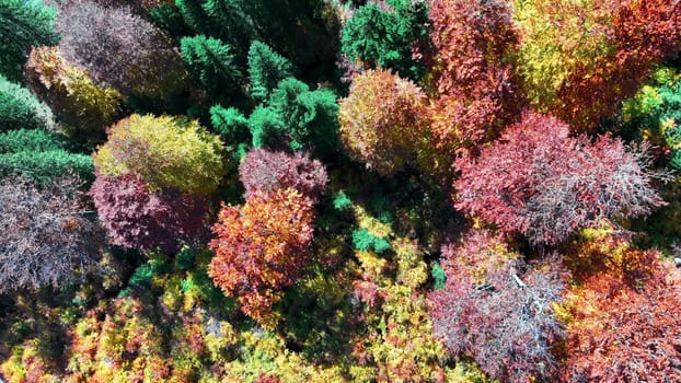 Aerial drone shot of autumn forest with colorfully colored trees