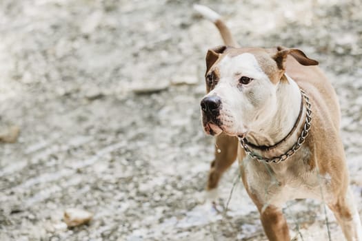 Brown and white American staffordshire terrier dog wearing collar playing in shallow riverbed. American staffordshire terrier dog playing in water.