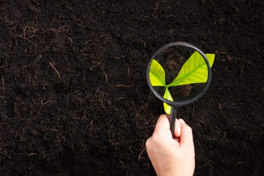 Hand of researcher woman holding a magnifying glass on black soil at the garden to research seedlings growing, Inspecting new saplings growth, Concept of global pollution, and hands environments